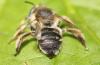 Anthophora bimaculata